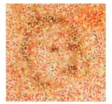 TNN1 homepage pics 01